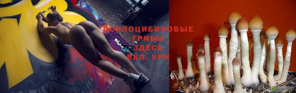 крисы Аркадак